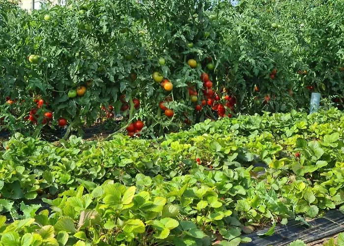 Βίλα Beautiful Sea View, Quiet In Agricultural Αντίμπ