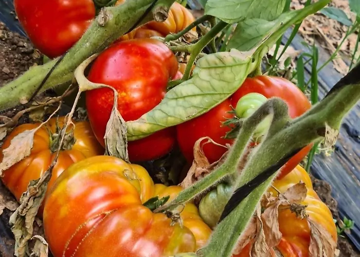 Βίλα Beautiful Sea View, Quiet In Agricultural Αντίμπ