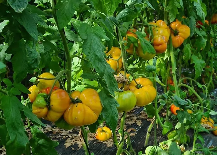 Beautiful Sea View, Quiet In Agricultural 昂蒂布