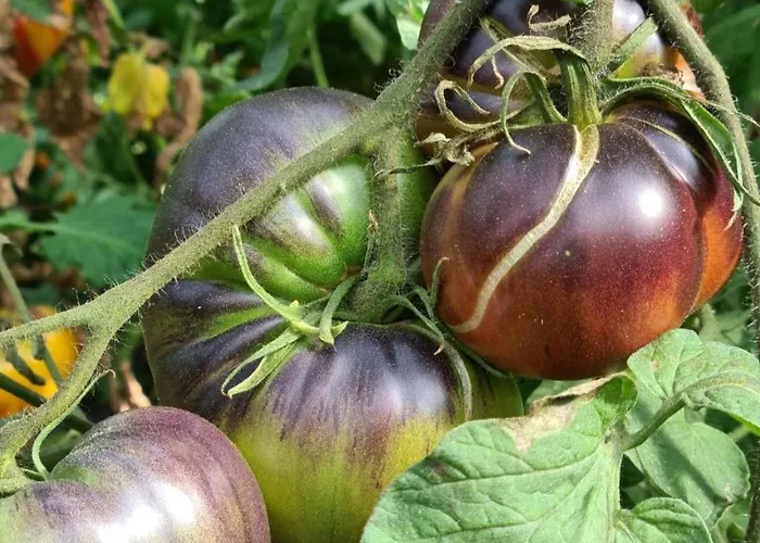 Beautiful Sea View, Quiet In Agricultural 别墅 *